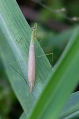 Eumusonia