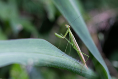 Eumusonia