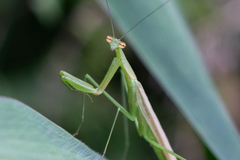 Eumusonia