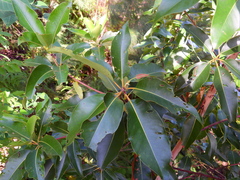 Lophostemon confertus