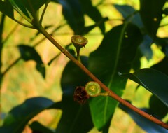 Lophostemon confertus