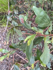 Chrysolopus spectabilis