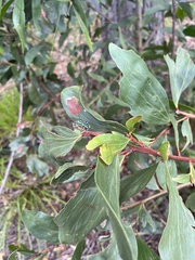 Chrysolopus spectabilis