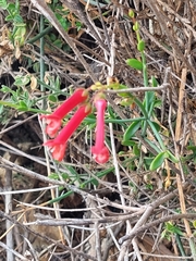Gambelia juncea