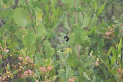 Xylocopa ruficornis