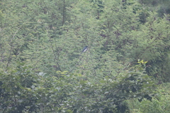 Dicrurus caerulescens