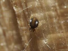 Sminthurinus quadrimaculatus