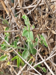 Gambelia juncea