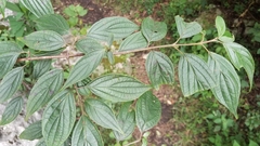 Cornus excelsa