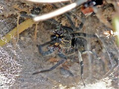 Sosippus mimus