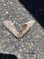 Psilogramma casuarinae