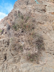 Gambelia juncea