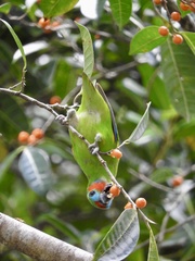 Cyclopsitta diophthalma