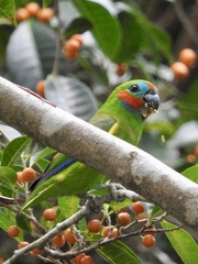 Cyclopsitta diophthalma