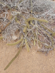 Bergerocactus emoryi