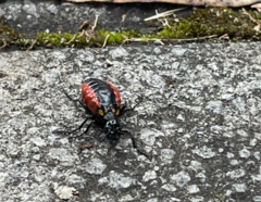 Pseudomeloe collegialis