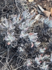 Dudleya attenuata