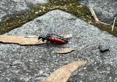 Pseudomeloe collegialis