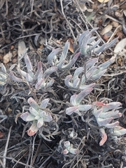 Dudleya attenuata