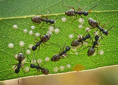 Dolichoderus scabridus