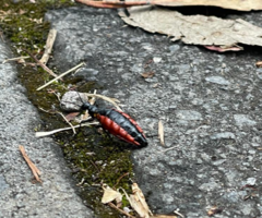 Pseudomeloe collegialis