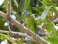 Cyclopsitta diophthalma
