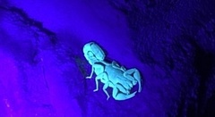 Vaejovis carolinianus