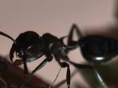 Crematogaster cerasi