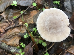 Coprinopsis uliginicola