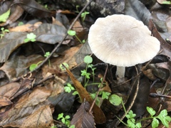 Coprinopsis uliginicola
