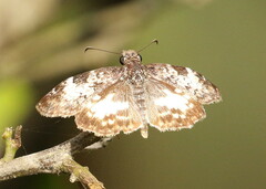 Chiomara georgina