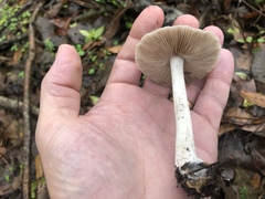 Coprinopsis uliginicola