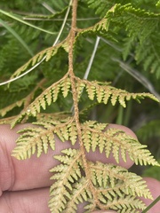 Cheilanthes eckloniana