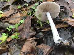 Coprinopsis uliginicola