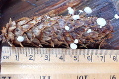 Strobilurus occidentalis