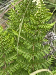 Cheilanthes eckloniana