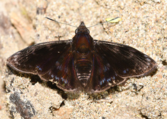Mictris crispus