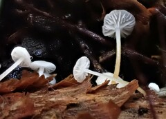 Strobilurus occidentalis