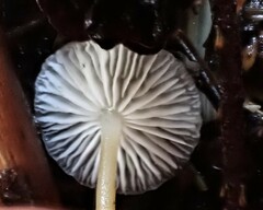 Strobilurus occidentalis