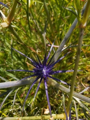 Eryngium ovinum