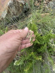 Cheilanthes eckloniana