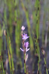 Thelymitra holmesii
