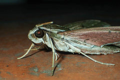 Elibia dolichus