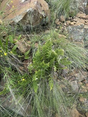 Cheilanthes eckloniana