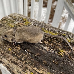 Peromyscus maniculatus