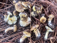 Hygrophorus hypothejus