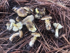 Hygrophorus hypothejus