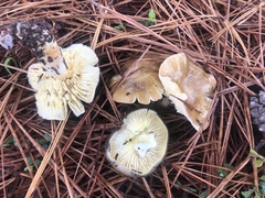 Hygrophorus hypothejus