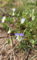 Viola tricolor tricolor