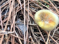 Hygrophorus hypothejus
